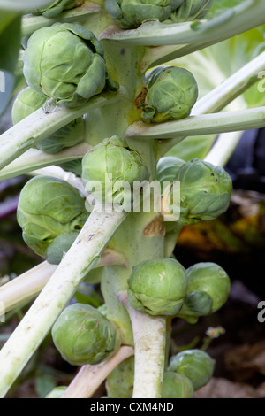 Plant stem with tiny sprouts in the light background with copy space ...