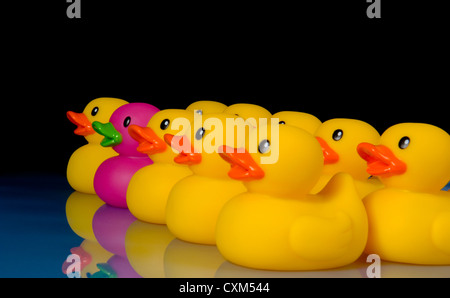 Purple rubber duck surrounded by yellow rubber ducks to emphasize individuality- on black background Stock Photo