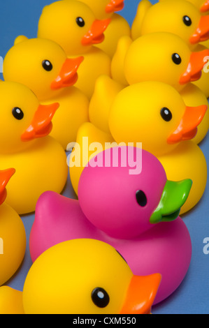 Purple rubber duck surrounded by yellow rubber ducks to emphasize individuality- on blue background Stock Photo
