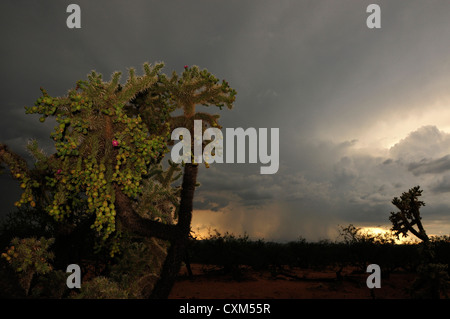 A sunset during a monsoon shower is seen from Sahuarita, Arizona, USA, in the Sonoran Desert. Stock Photo