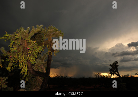 A sunset during a monsoon shower is seen from Sahuarita, Arizona, USA, in the Sonoran Desert. Stock Photo