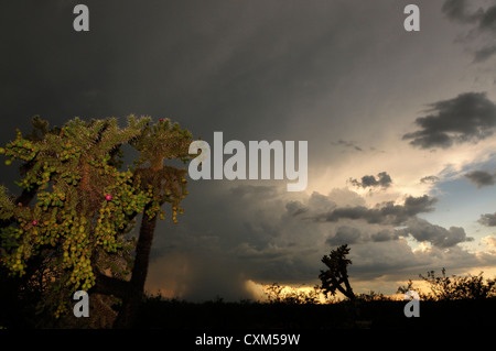 A sunset during a monsoon shower is seen from Sahuarita, Arizona, USA, in the Sonoran Desert. Stock Photo