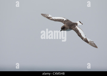 Antarctic Petrel (Thalassoica antarctica) in flight over the Scotia Sea. Stock Photo