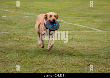 Frisbee Dog Stock Photo