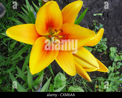 lily, flower, wildlife, yellow, stamens and pistils, petals,plant, flower bed Stock Photo