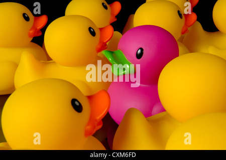 Purple rubber duck surrounded by yellow rubber ducks to emphasize individuality- on black background Stock Photo