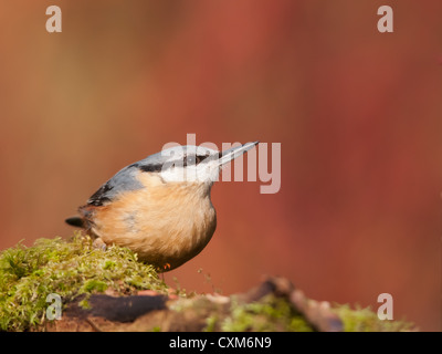 Eurasian Nuthatch, Sitta europaea caesia Stock Photo