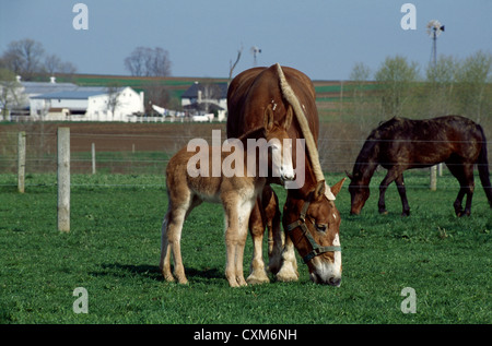 MARE AND FOAL IN PASTURE ON AMISH FARM / LANCASTER COUNTY, PENNSYLVANIA Stock Photo