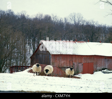 SUFFOLK EWES IN WINTER FARMYARD / LANCASTER COUNTY, PENNSYLVANIA Stock Photo
