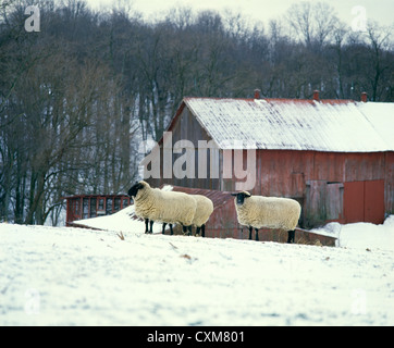 SUFFOLK EWES IN WINTER FARMYARD / LANCASTER COUNTY, PENNSYLVANIA Stock Photo