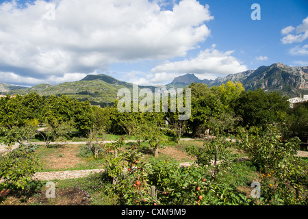 Botanical garden Soller Stock Photo