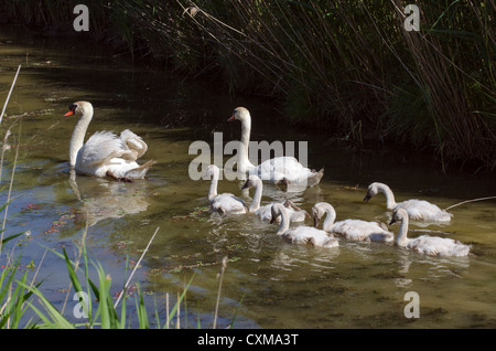 Family of swans with 6 cygnets in water, France Stock Photo