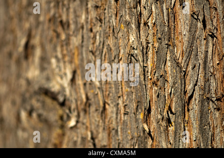 Bark background blurred on on one side Stock Photo