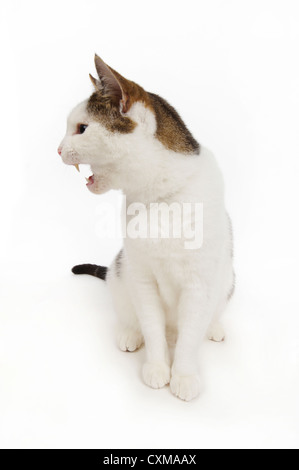 Cat speaking, studio shot with white background Stock Photo