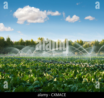 Irrigation systems in a green vegetable garden Stock Photo