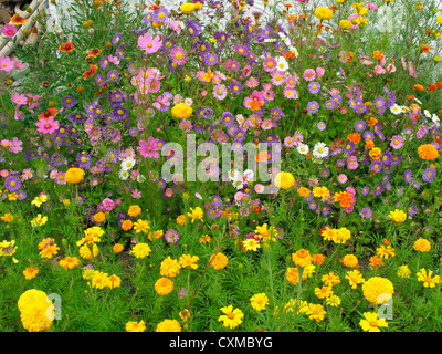 alchi monastery, chos-khor, garden, alchi, jammu and kashmir, india Stock Photo