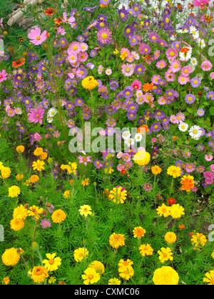 alchi monastery, chos-khor, garden, alchi, jammu and kashmir, india Stock Photo