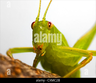 a closeup of a katydid, holding up an leg in front of its head