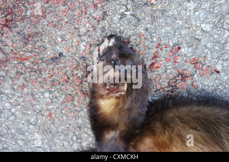 ferret hit by car found in the middle of the road Stock Photo