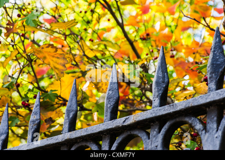 Autumn trees with multicolored leaves behind the iron made spearheaded fence Stock Photo