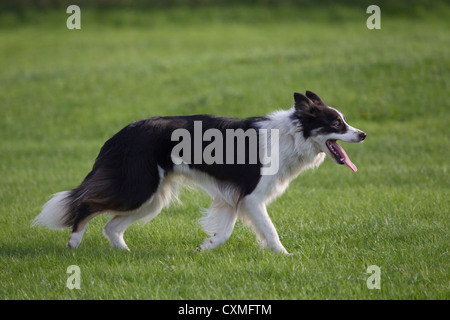 Border Collie sheepdog Black and white in profile with tongue out Stock Photo