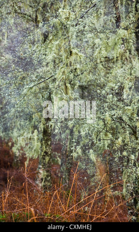 Lichens above bracken on a silver birch tree, Scotland Stock Photo