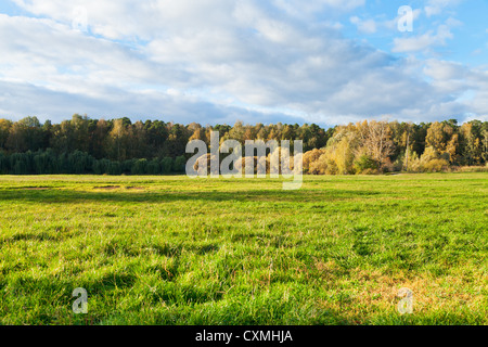 green grass on autumn forest border in sunny afternoon Stock Photo
