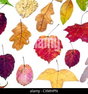 leaf fall from multicolored autumn leaves isolated on white background Stock Photo
