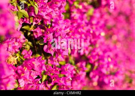 a wall covered with bouganville flowers Stock Photo