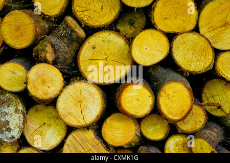 A stack of logs seen close up showing their age rings and cracks. Stock Photo