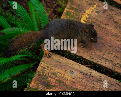 Squirrel on the boardwalk Stock Photo