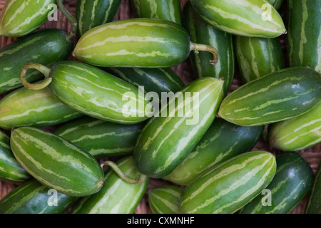 Coccinia grandis. Ivy Gourds Stock Photo