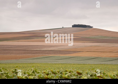 A copse of trees on the top of a hill with a patchwork of fields and sunflowers in the foreground. Stock Photo