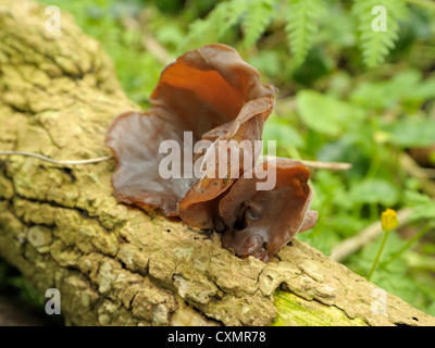 Jelly Ear, Auricularia auricula-judae Stock Photo