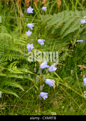 Harebell, Campanula rotundifolia Stock Photo