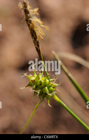 Common Yellow-sedge, Carex demissa Stock Photo