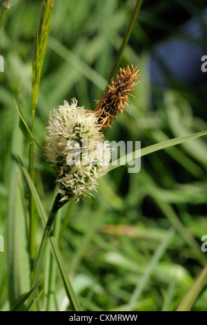 Common Sedge, Carex nigra Stock Photo