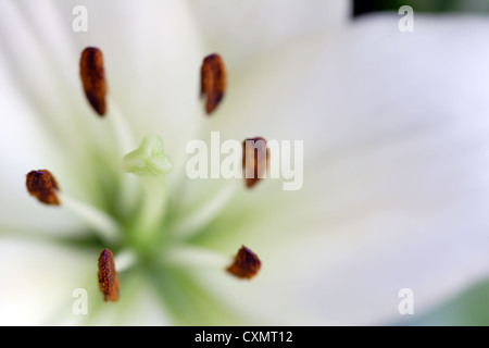 Stigma and stamens of white Lily flower (Lilium genus) close up Stock Photo