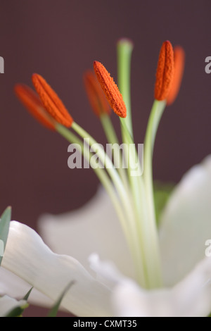 Stigma and stamens of white Lily flower (Lilium genus) Close up Stock Photo