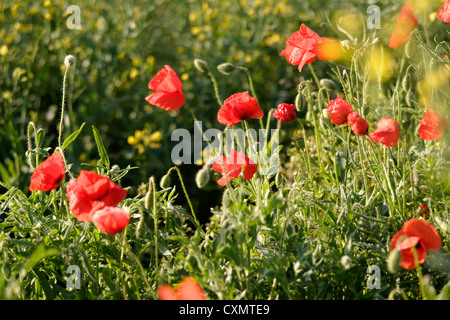 Common Field Poppy (Papaver rhoeas) growing in field, Cambridgeshire, England, UK Stock Photo