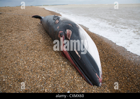 Fin Whale, Balaenoptera physalus, washed up dead on Shingle Street, Suffolk, England photographed on 4th October 2012 Stock Photo