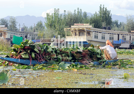 A woman in a small boat collects lotus leaves and stems for fodder on  Dal Lake. Srinagar, Kashmir. Stock Photo