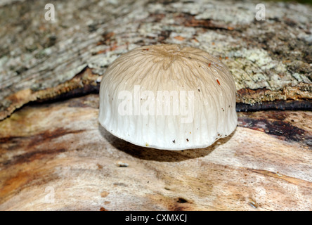 Porcelain Fungus (Oudemansiella mucida) growing on rotting beech wood.   Calgary,  Isle of Mull, Argyll and Bute, Scotland,  UK. Stock Photo