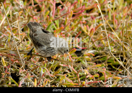 Ecuador, Galapagos, South Plaza Island. Ground finch on Galapagos Carpetweed Stock Photo