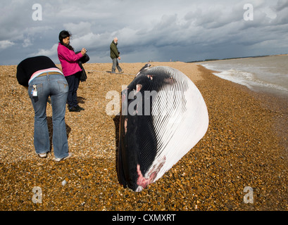 Fin Whale, Balaenoptera physalus, washed up dead on Shingle Street, Suffolk, England photographed on 4th October 2012 Stock Photo