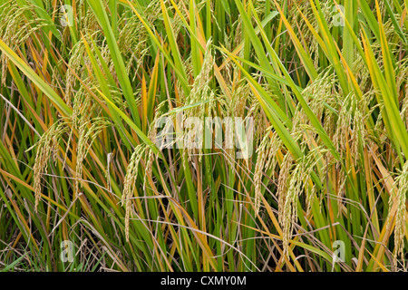 Golden rice fields ready to be harvested in south China Stock Photo