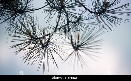 Detail with defocused  background and selective focus of sharp spiky pine needles heads Stock Photo