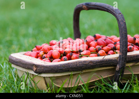 Rosa canina. Dog rose hips in a wooden trug. Stock Photo