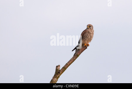 Wild Female Kestrel, Falco tinnunculus perched on branch Stock Photo
