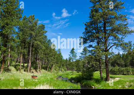 Stream at Blue Bell picnic area alongside Route 87 in Custer State Park, Black Hills, South Dakota, USA Stock Photo